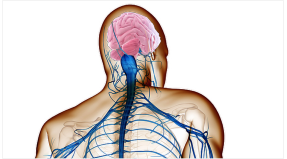 L’Intelligence Neurosensorielle, c’est quoi ?